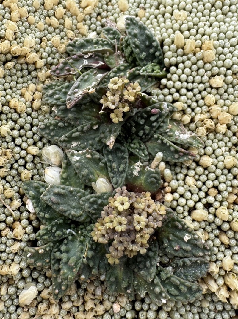 Valeriana wandae photo 6