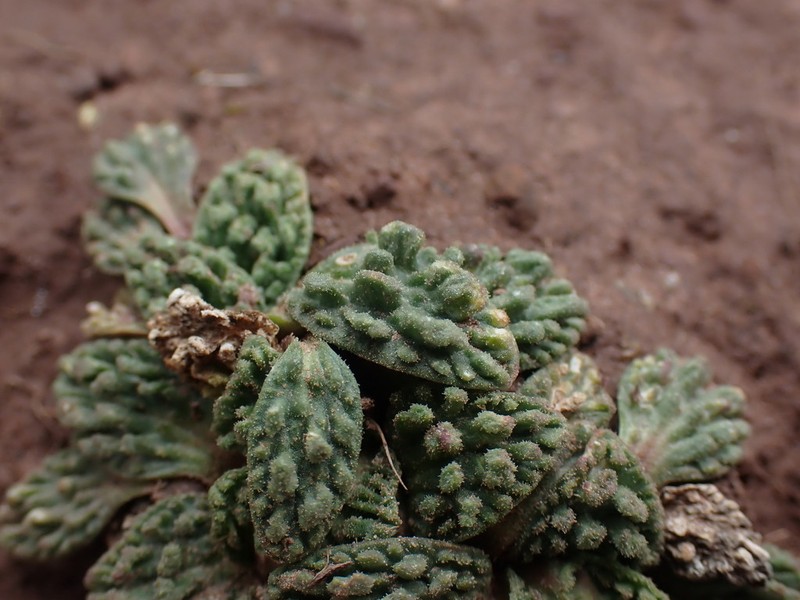 Valeriana wandae photo 7