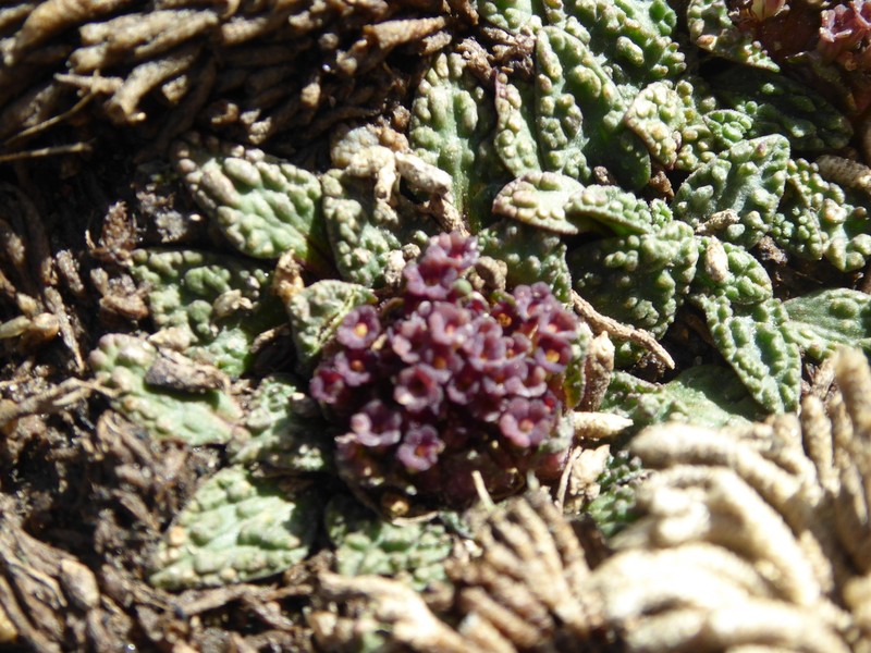 Valeriana wandae photo 8