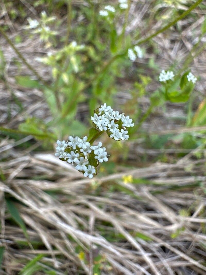 Beaked Cornsalad