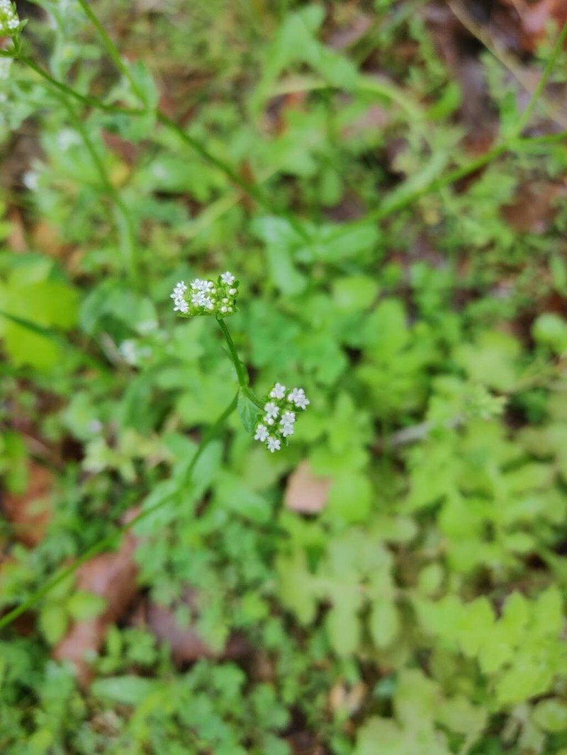 Beaked Cornsalad photo 2