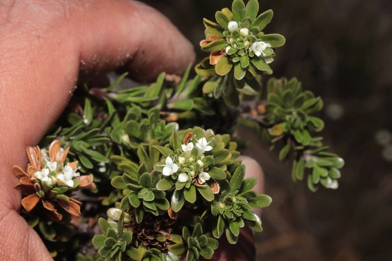 Valeriana yacuriensis photo 2