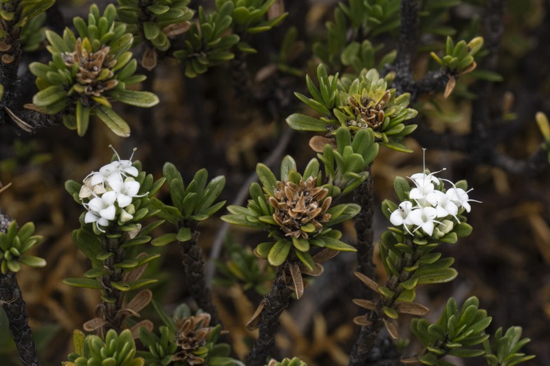 Valeriana yacuriensis photo 3