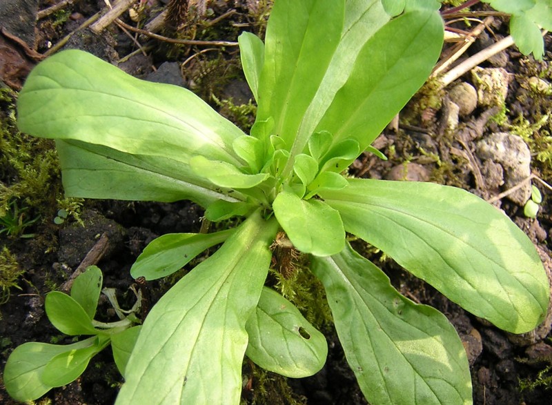 Lewiston Cornsalad photo 2