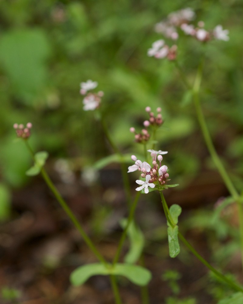 Palmer's Cornsalad photo 2