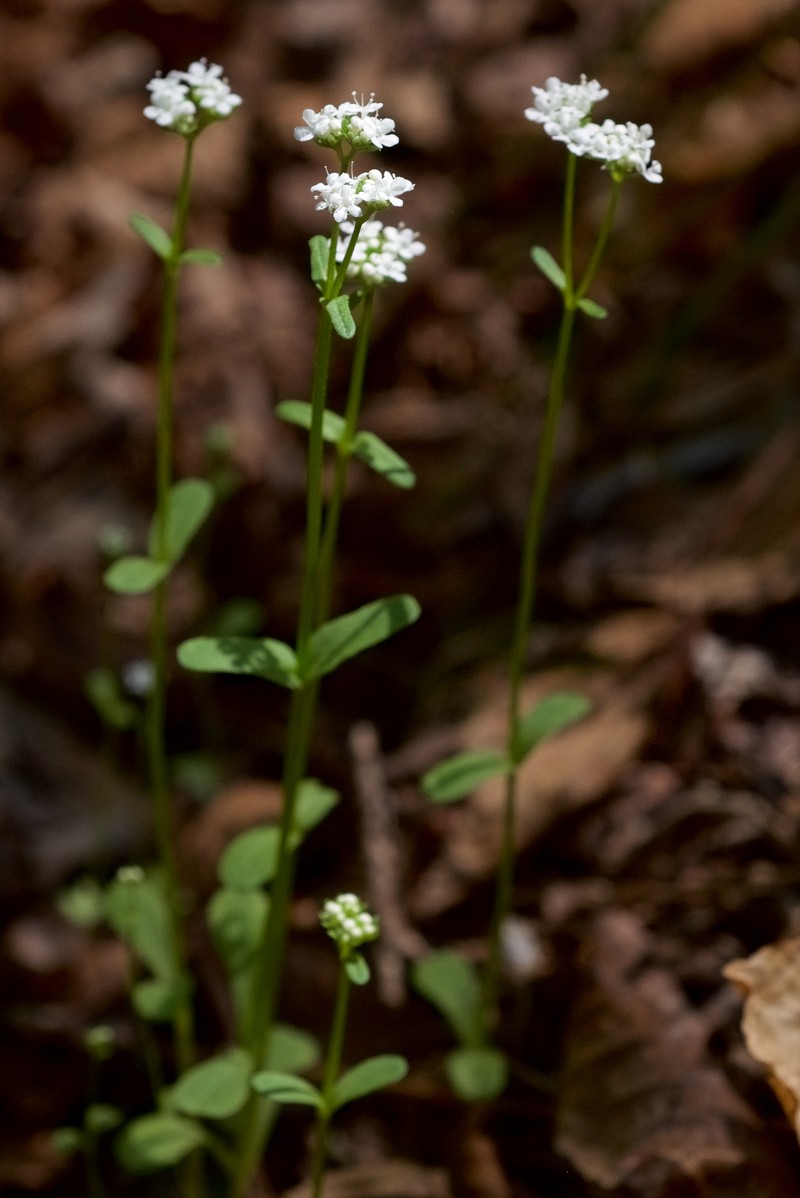 Palmer's Cornsalad