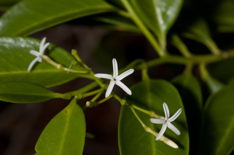 Tearshrub photo 4