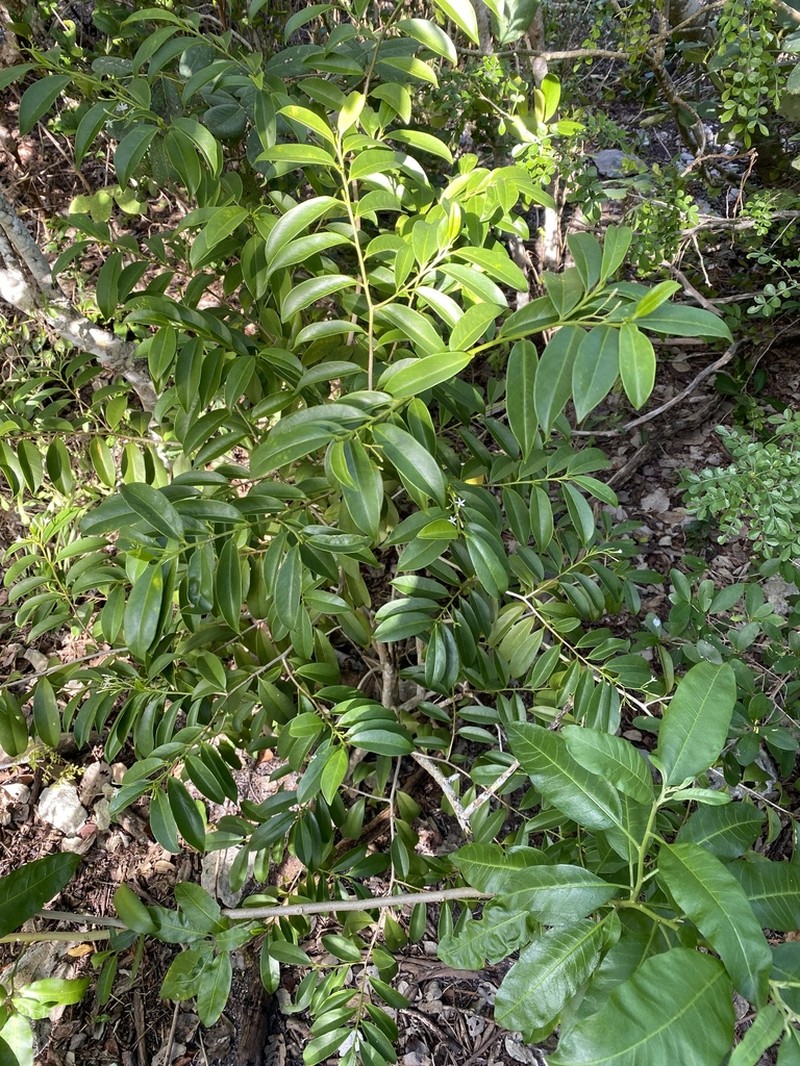 Tearshrub photo 5