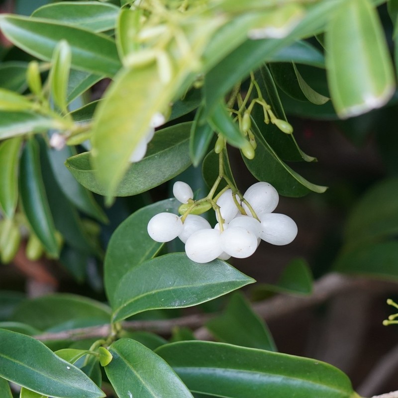 Tearshrub photo 6
