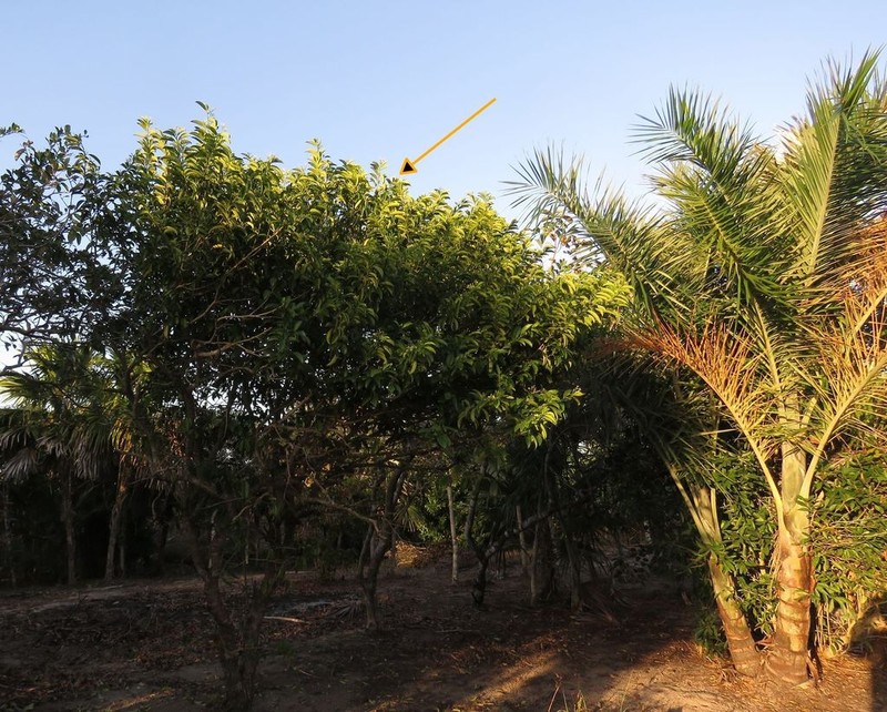 Tearshrub photo 7
