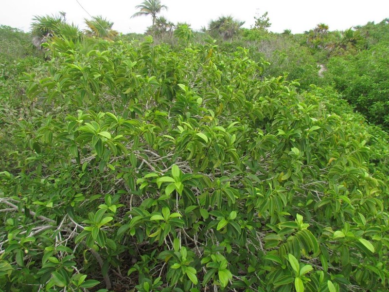 Tearshrub photo 8
