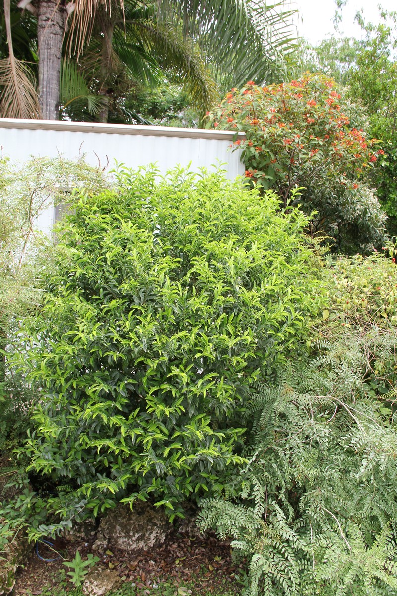 Tearshrub