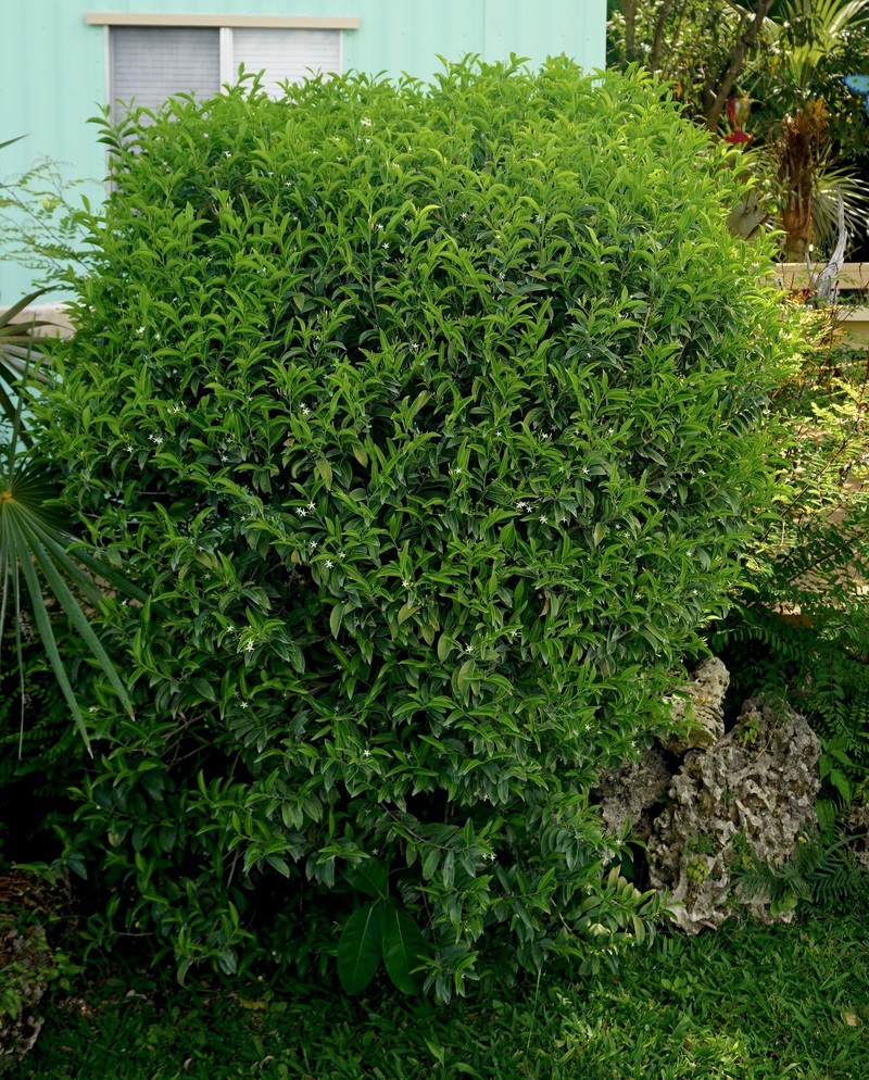 Tearshrub photo 2