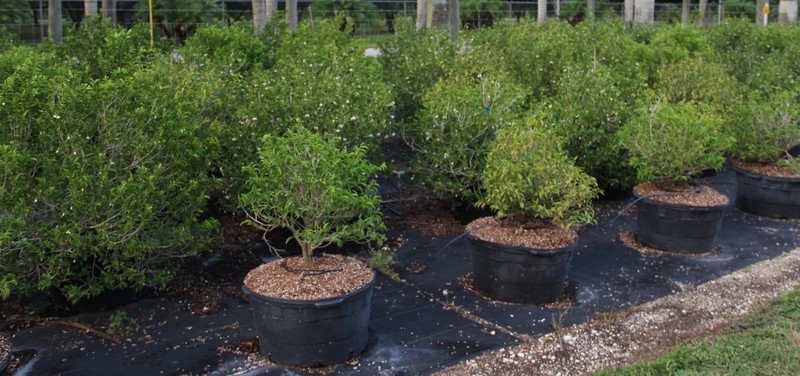 Tearshrub photo 3