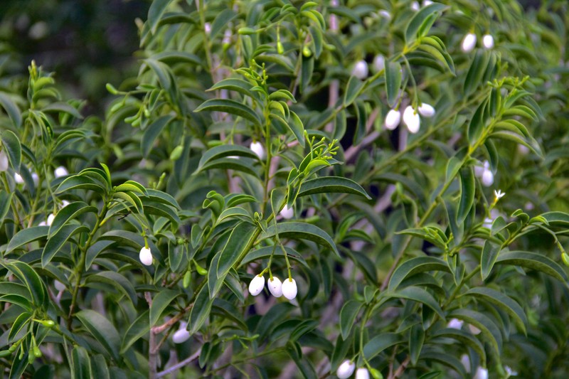Tearshrub photo 4