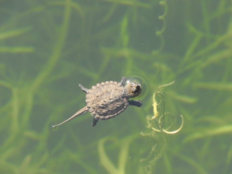 American Eelgrass photo 2