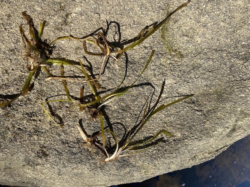 American Eelgrass photo 3