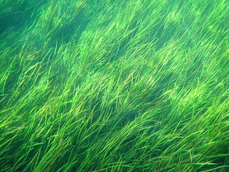 American Eelgrass photo 4