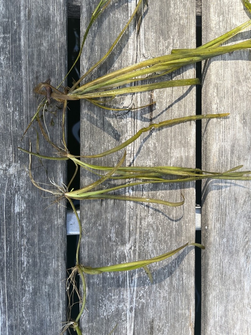 American Eelgrass photo 5