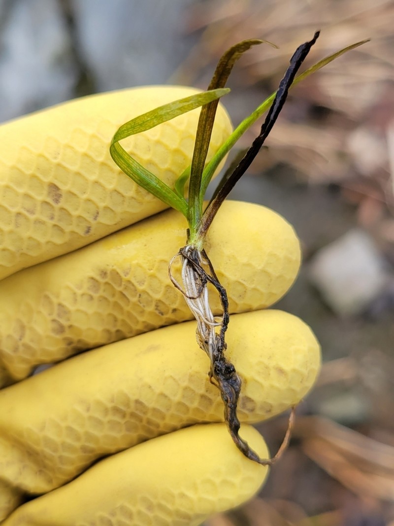 American Eelgrass photo 6