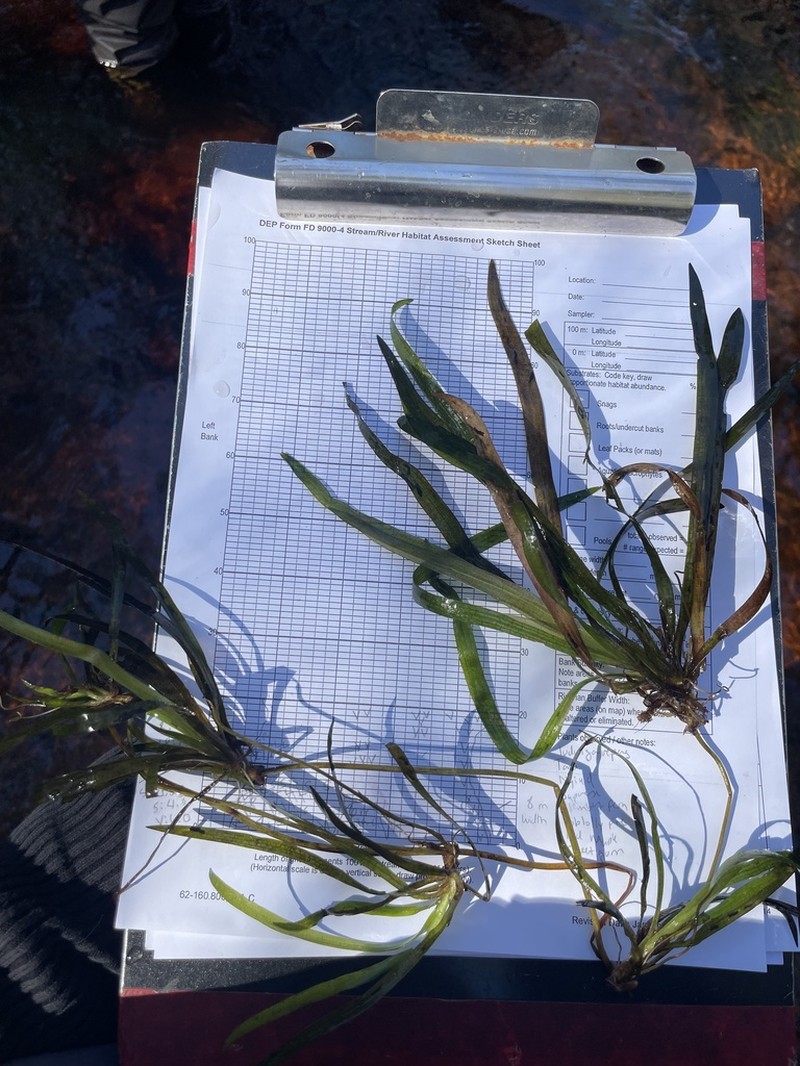 American Eelgrass photo 7
