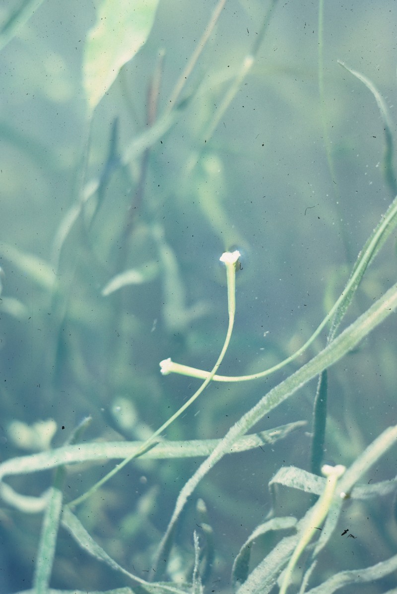 American Eelgrass photo 2
