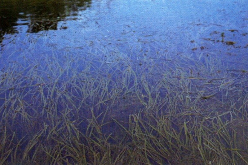 American Eelgrass photo 3