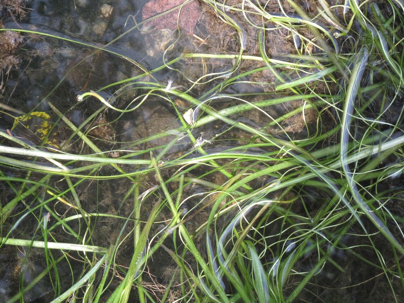American Eelgrass photo 4
