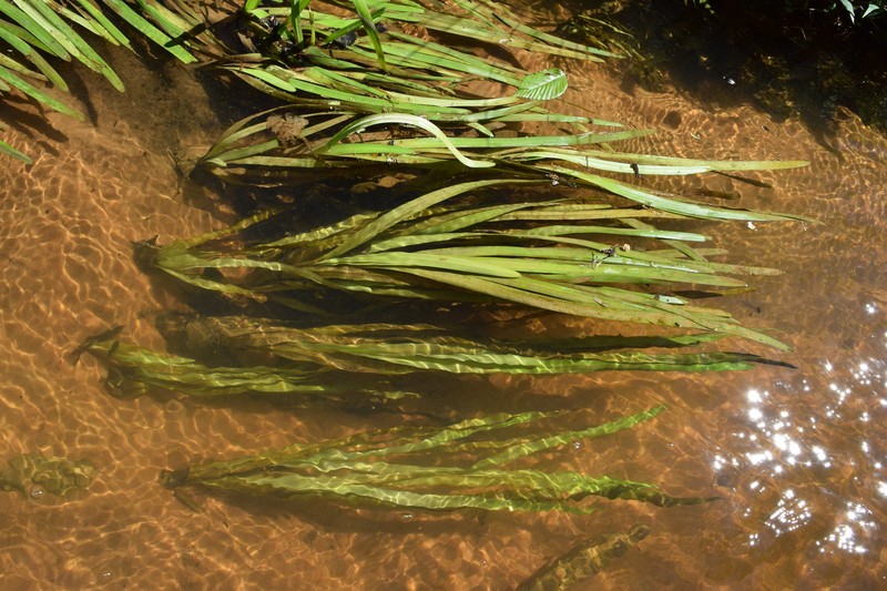 American Eelgrass photo 5