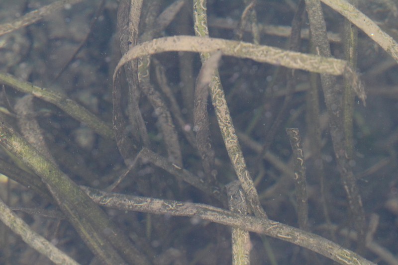 American Eelgrass