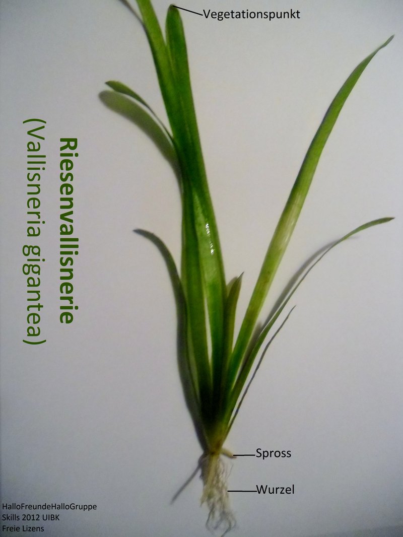 Eelgrass