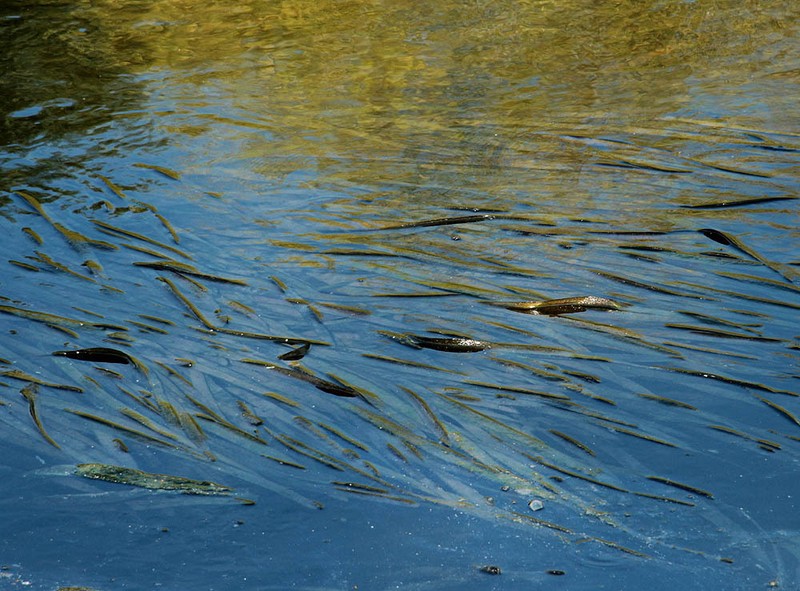 Vallisneria neotropicalis