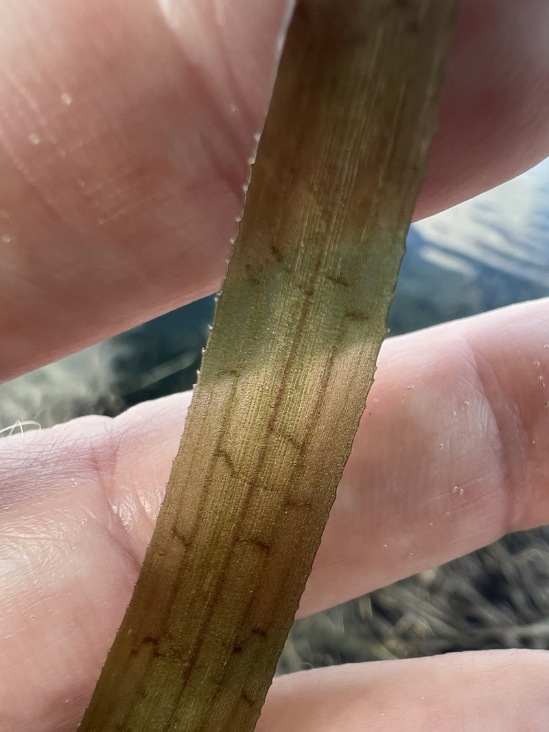 Vallisneria neotropicalis photo 2