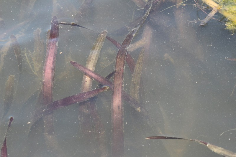Vallisneria neotropicalis photo 3