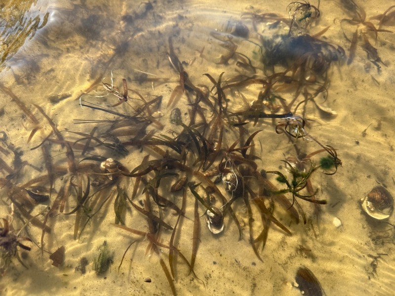 Vallisneria neotropicalis photo 5