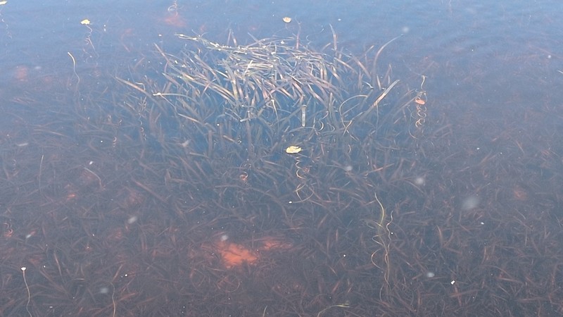 Vallisneria neotropicalis photo 6