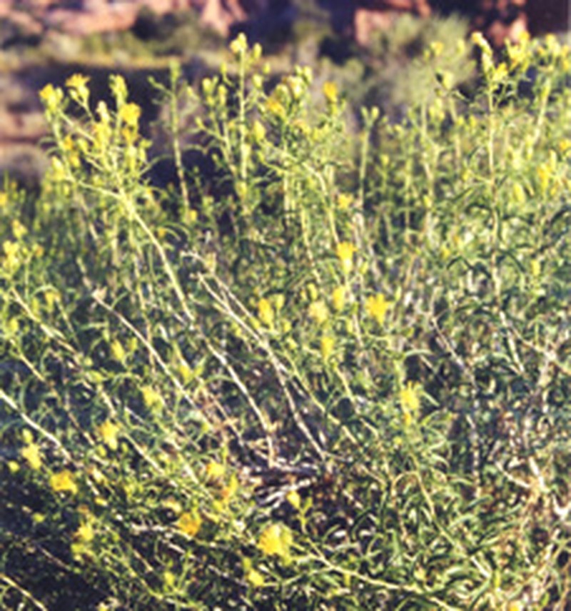 Pillar False Gumweed