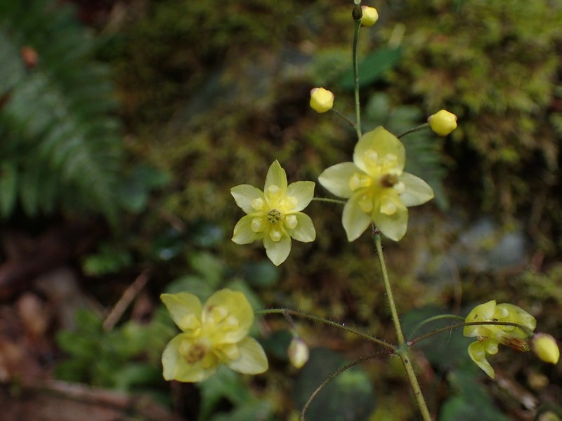 Golden Insideout Flower photo 2