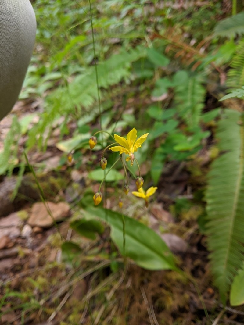 Golden Insideout Flower photo 4