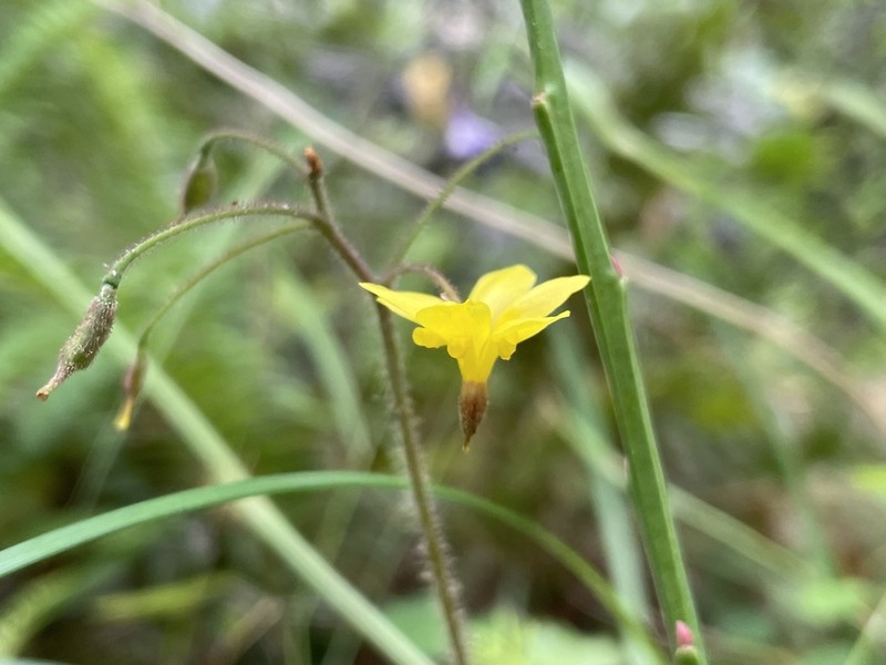 Golden Insideout Flower photo 7