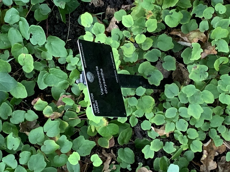 Golden Insideout Flower