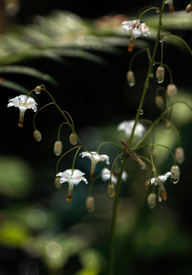 White Insideout Flower photo 4