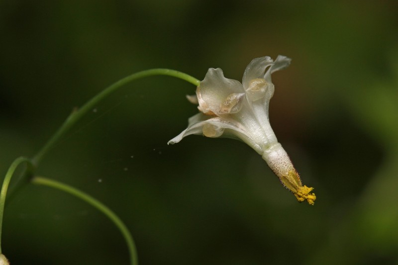 White Insideout Flower photo 2