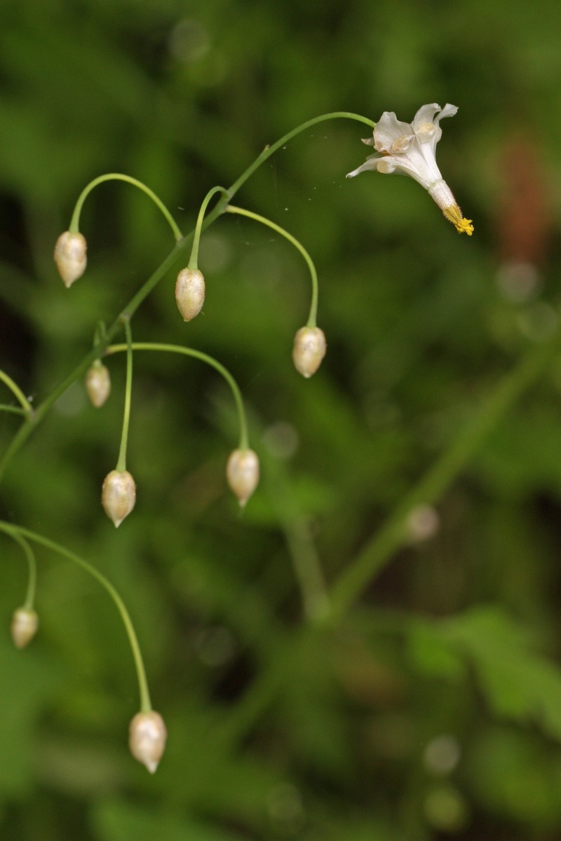 White Insideout Flower