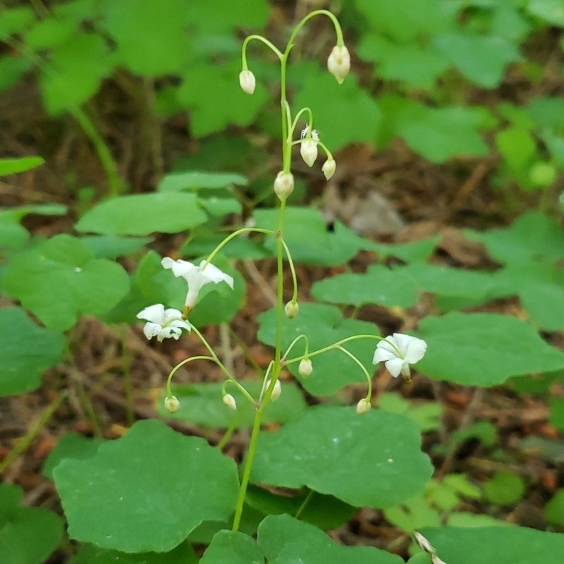 White Insideout Flower photo 3
