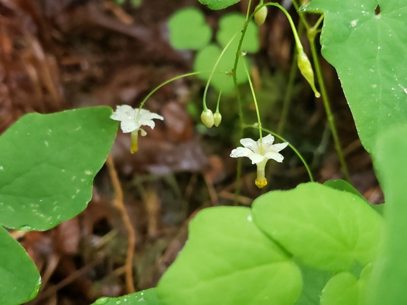 White Insideout Flower photo 5
