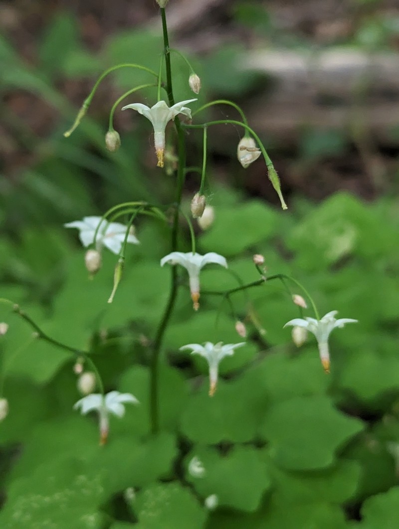 White Insideout Flower photo 8
