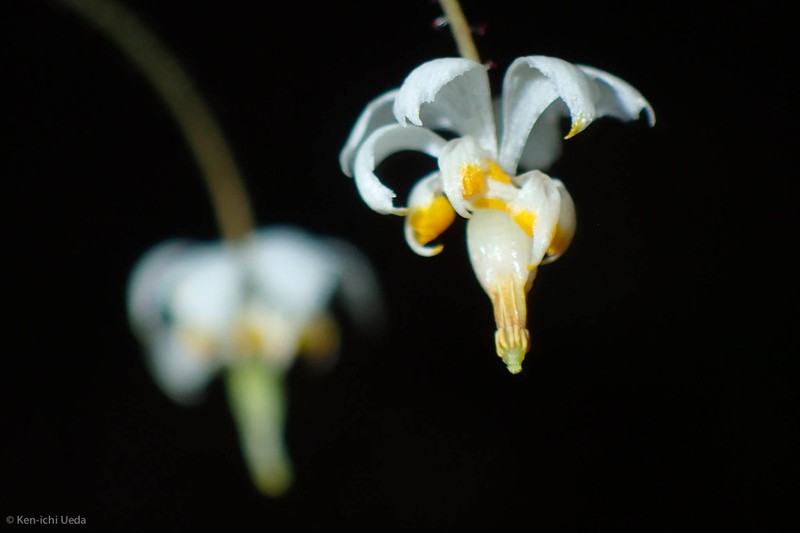 Redwood Insideout Flower photo 2