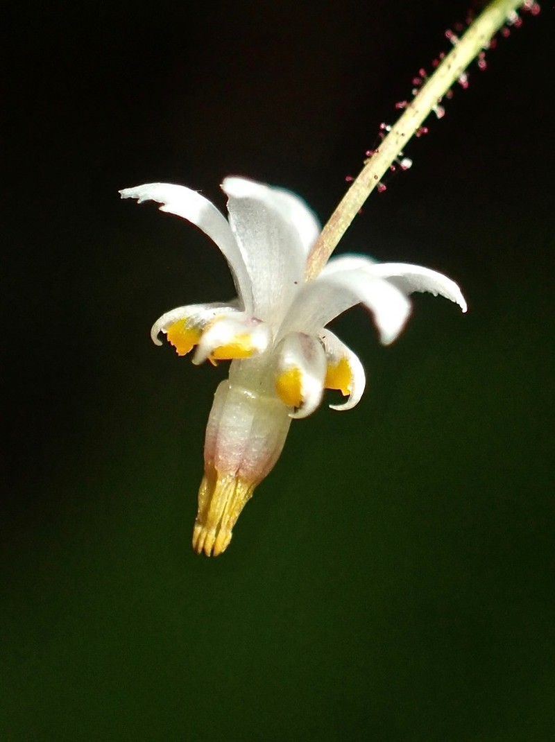 Redwood Insideout Flower photo 3