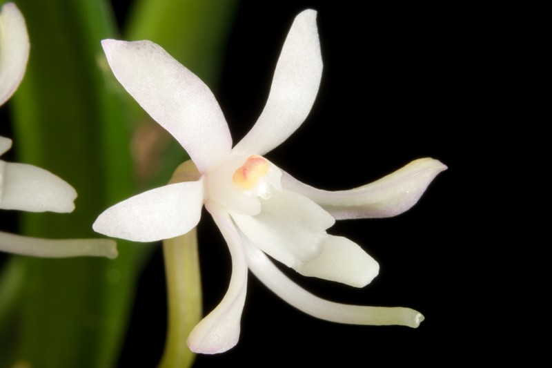 Vanda falcata subsp. richardsiana